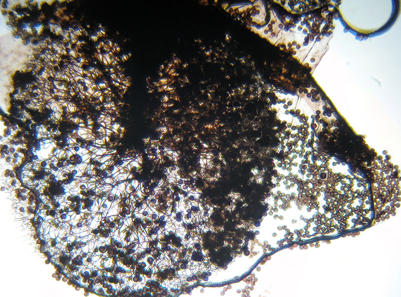 Lamproderma sauteri?
